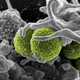 Image: NIH NIAID/Flickr